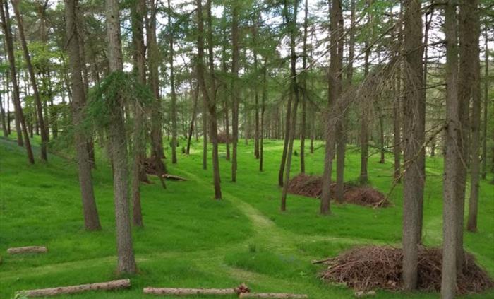 Private Woodland, Enclosed Woodland, Enclosed Garden, Nature at its' Best, Dog Friendly Woods, Ancient Woodland, Cabin in the Woods, Birds Nesting, Wi